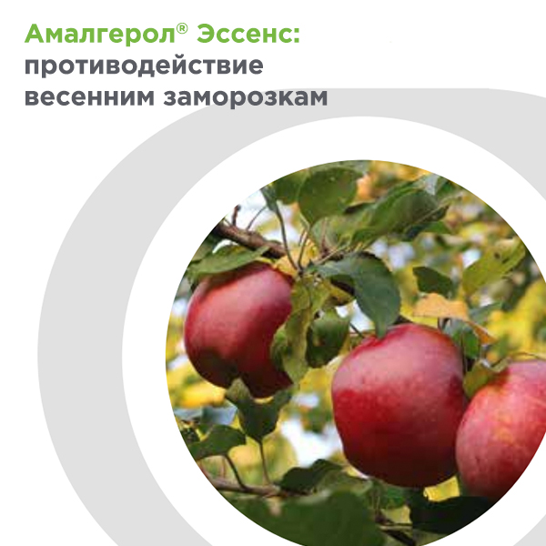 Амалгерол® Эссенс: противодействие весенним заморозкам
