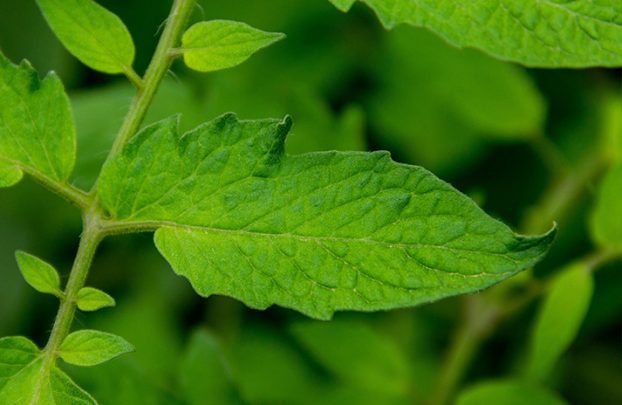 Как гербициды могут помочь вам контролировать сорняки без ущерба для основных культур