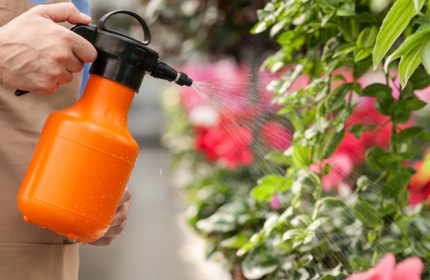 Химические или биологические инсектициды: что выбрать для домашнего сада?