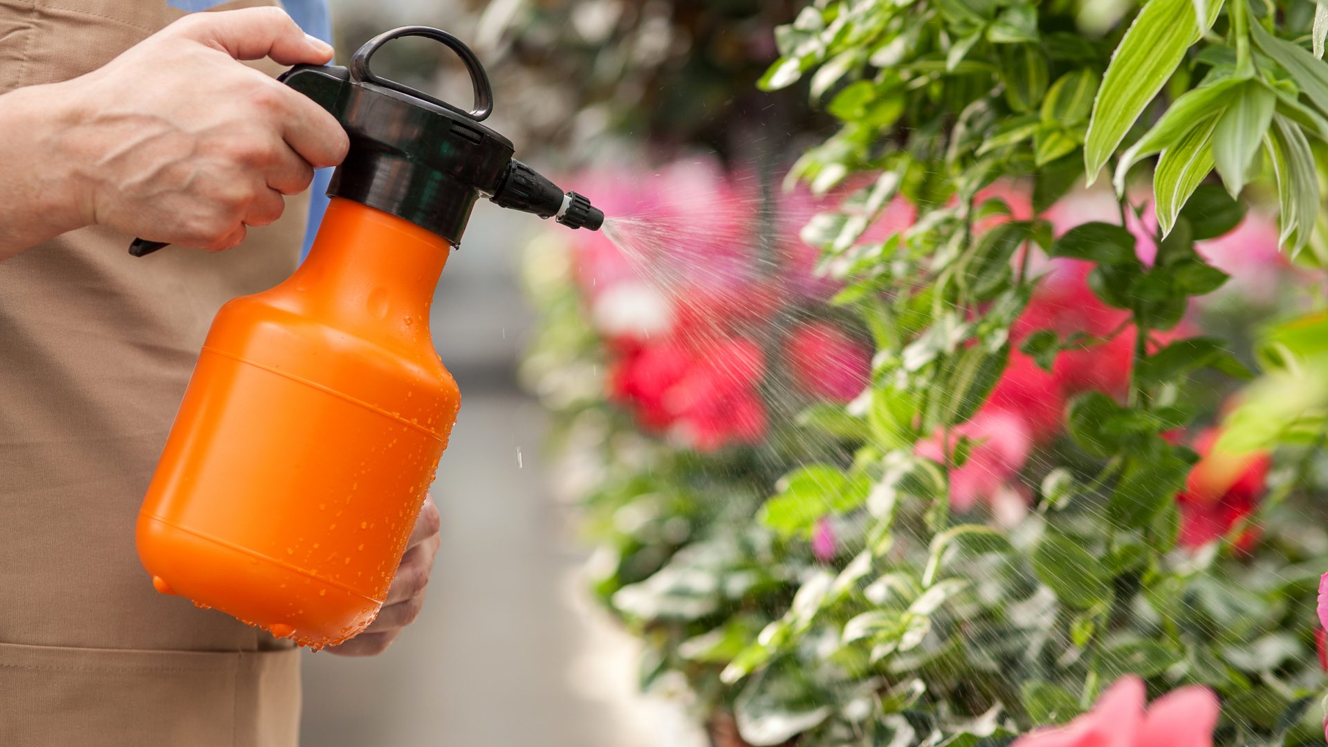 Жидкость для полива растений. Опрыскивание растений. Обрызгивание растений. Опрыскивание комнатных растений. Защита сада от вредителей.