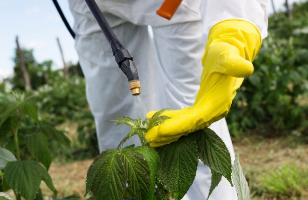Защита растений от вредителей без использования инсектицидов: возможно ли это?